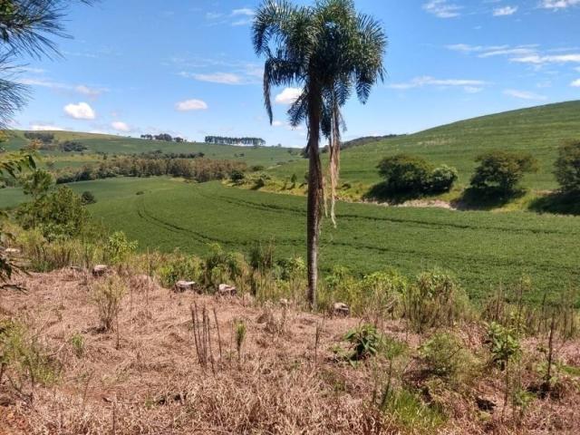 #216 - Sítio para Venda em Tamarana - PR - 2