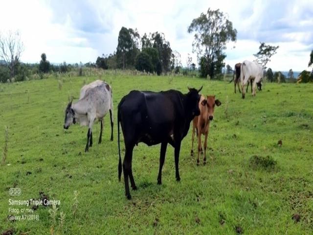 #301 - Sítio para Venda em Bela Vista do Paraíso - PR - 1