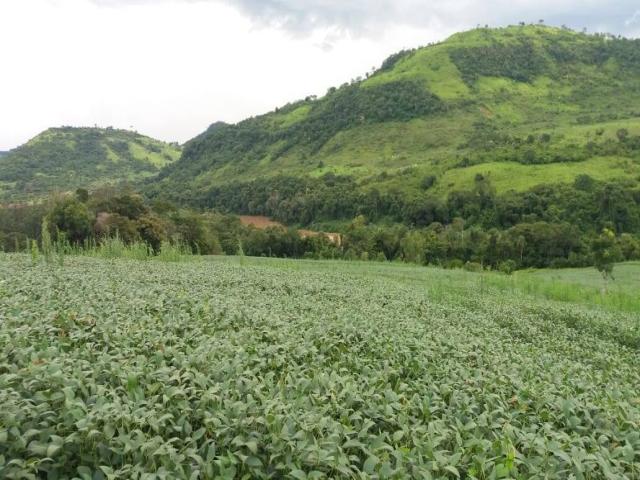 #319 - Fazenda para Venda em Manoel Ribas - PR - 1