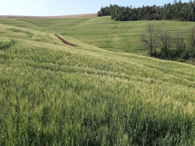 Venda em Zona Rural - Tamarana