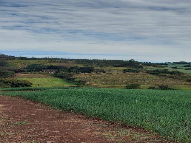 #373 - Sítio para Venda em Assaí - PR - 1