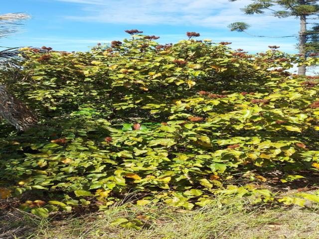 Venda em Parque das Indústrias - Londrina