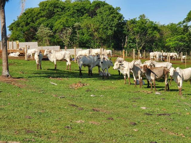 #333 - Sítio para Venda em Rio Bom - PR - 1