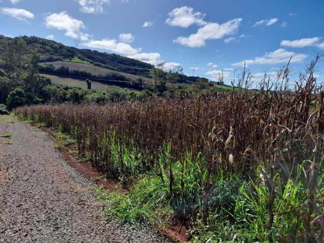 Venda em Selva - Londrina