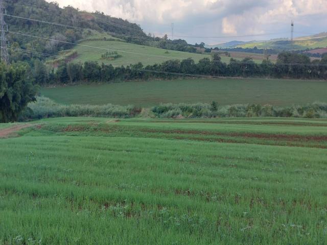 Venda em Selva - Londrina