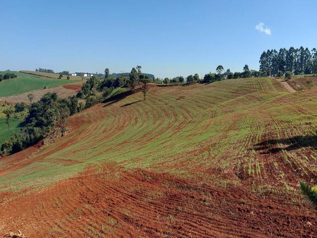 #549 - Sítio para Venda em Apucarana - PR - 3