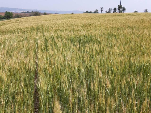 #550 - Fazenda para Venda em Marilândia do Sul - PR - 1