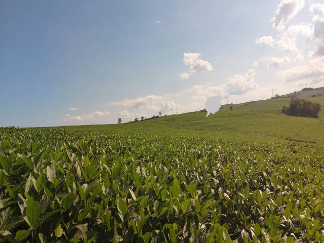 #550 - Fazenda para Venda em Marilândia do Sul - PR - 2