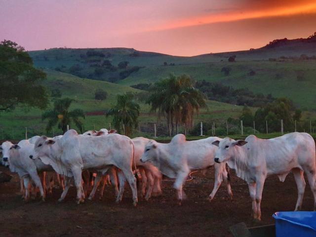 #550 - Fazenda para Venda em Marilândia do Sul - PR - 3