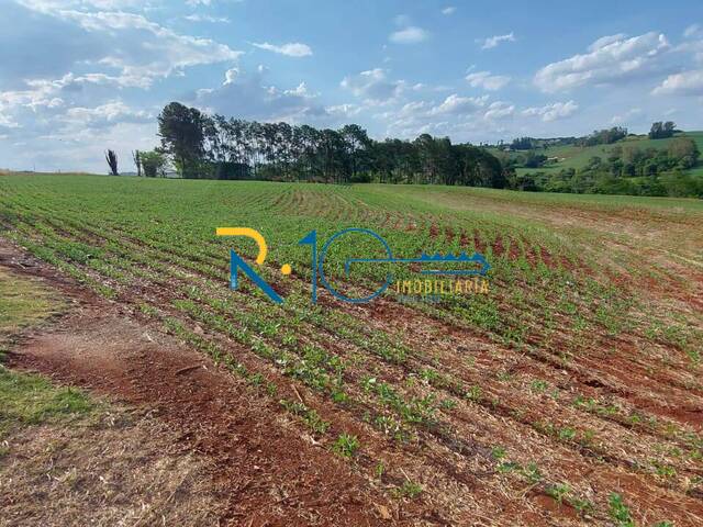 #661 - Sítio para Venda em Londrina - PR - 2