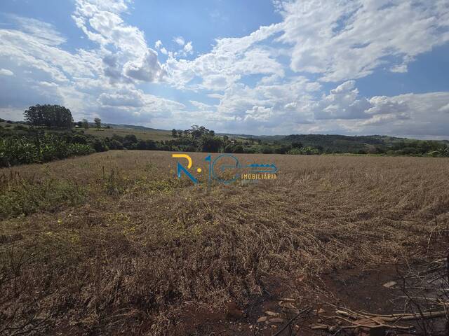 #677 - Sítio para Venda em Londrina - PR - 3